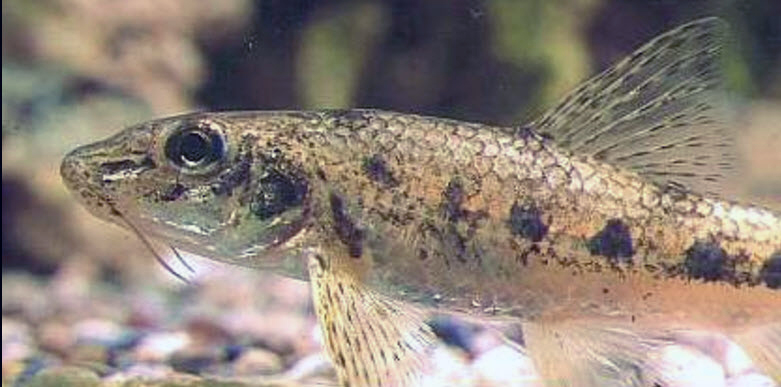 Gobio lozanoi_002.jpg